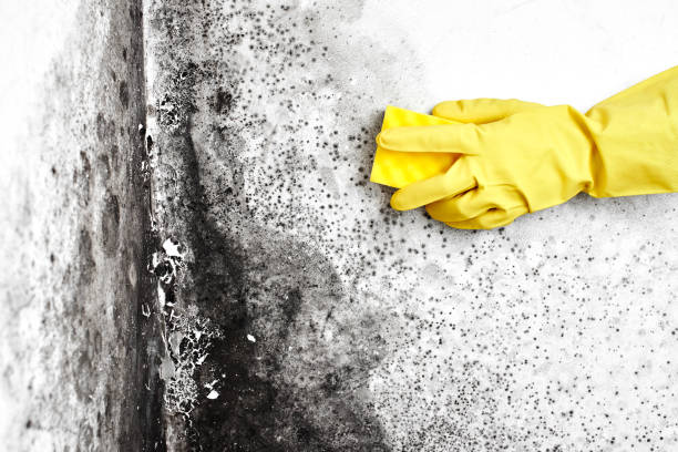 Best Attic Mold Removal  in South Barre, VT
