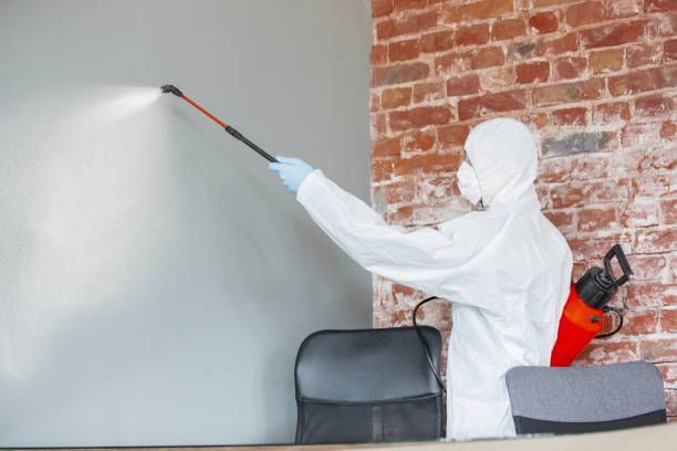 Best Basement Mold Removal  in South Barre, VT