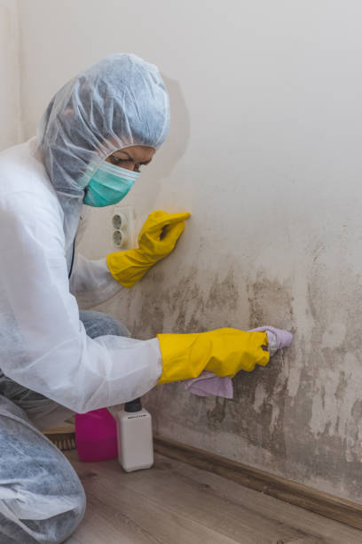 Best Mold Prevention Services  in South Barre, VT